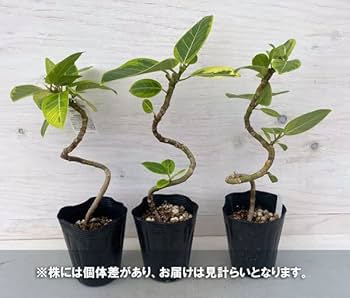 Amazon｜フィカス：アルテシマ バリエガータ（曲げ仕立て） 4号